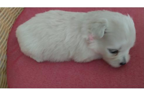 成約済の岡山県のミックス犬-139379の8枚目
